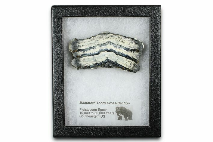 Mammoth Molar Slice With Case - South Carolina #377783